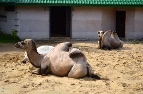 Camels bask in the sun Stock Photos