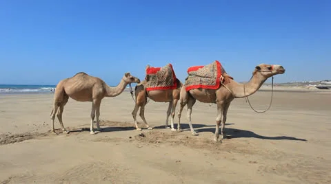 Camels on the beach Stock Footage 25678618