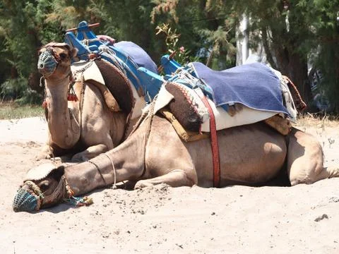 Camels on the Beach 库存照片