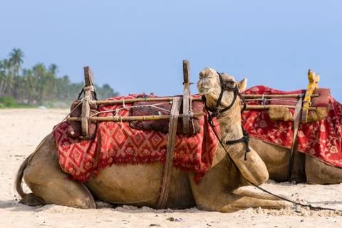 Camels on the beach. Stock Photos