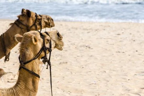 Camels on the beach. Stock Photos