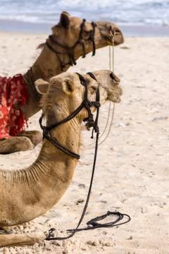 Camels on the beach. Stock Photos