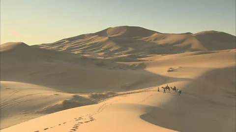 Camels being led over a sand dune in the Sahara desert, Morocco. Stock Footage 38601945