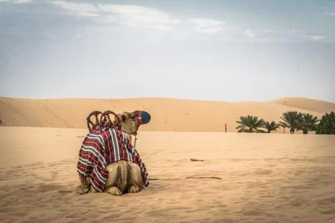 A camels butt Stock Photos