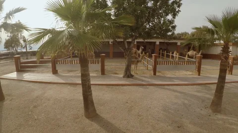 Camels in camel park 스톡 동영상 107879393
