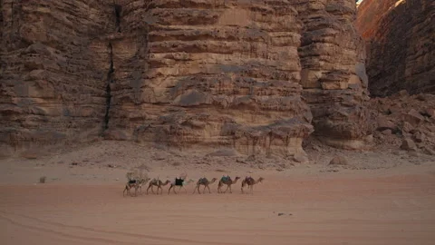 Camels Caravan in Jordan Desert Stock Footage 271601853