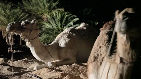 Camels chewing Stock Footage 129752960