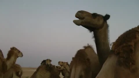 Camels in the Desert Air Stock Footage 22038167