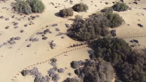 Camels in desert dunes. Stock Footage 196310163