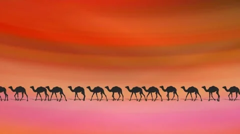 CAMELS ON DESERT Stock Footage 7136947