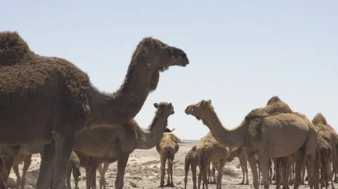 CAMELS IN THE DESERT Stock Footage 37329813