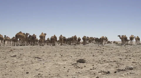 CAMELS IN THE DESERT Stock Footage 37329816