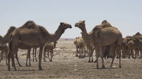 CAMELS IN THE DESERT Stock Footage 37330484