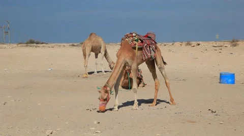 Camels in the desert Vidéo 57788643