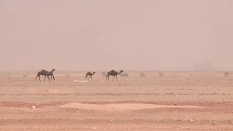 Camels in the desert Stock-Footage 73660818