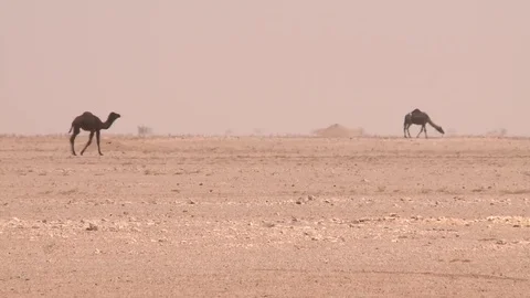 Camels in a desert Stock Footage 73661143