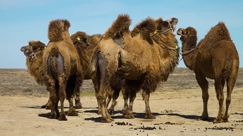 Camels in the desert Stock Footage 92367686