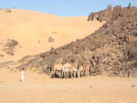 Camels in the desert Stock-Footage 112775349