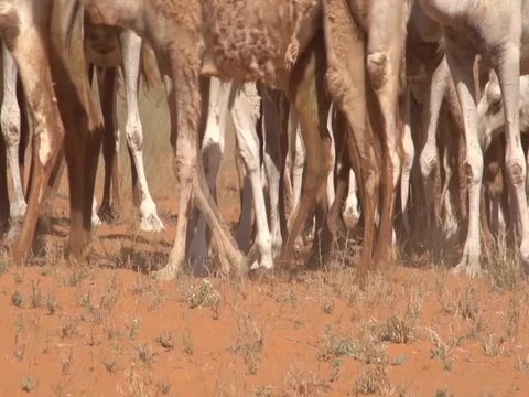 Camels in desert Stock Footage 112787576