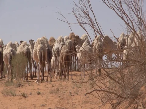 Camels in the desert Stock Footage 112787584