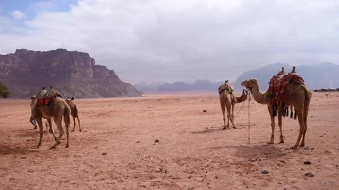 Camels in desert Stock Footage 128798750
