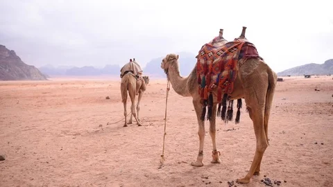 Camels in desert Stock Footage 128798784