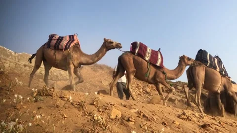 Camels In The Desert Stock Footage