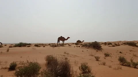 Camels on the desert Stock Footage 159230622