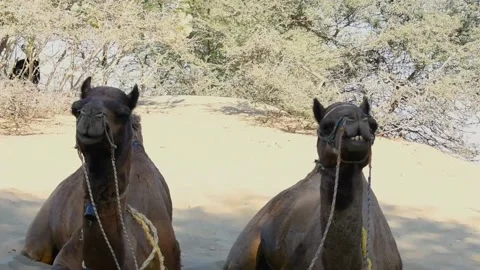Camels in desert Stock Footage 170623258