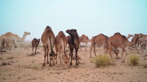 Camels in the desert Stock Footage 257697588