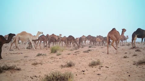 Camels in the desert Stock Footage 257699104