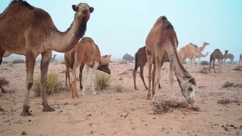 Camels in the desert Stock Footage 257708240