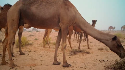 Camels in the desert Stock Footage 257710501