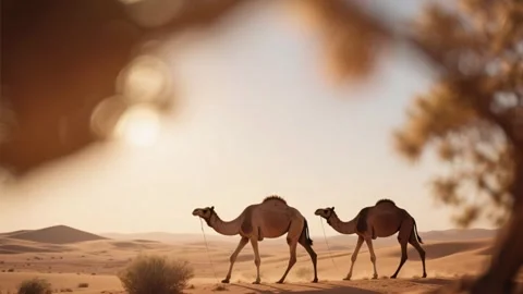 Camels in desert Stock Footage 314909045