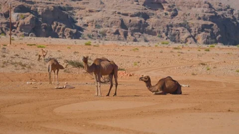 Camels in the Desert with Mountains in the Background Stock Footage 324854062
