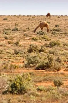 Camels in the desert Foto stock