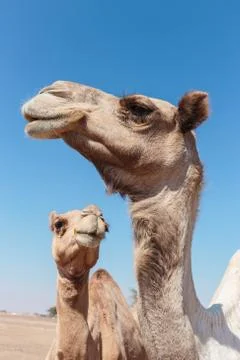 Camels in the desert Stock Photos