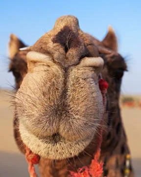 Camels in desert Stock Photos