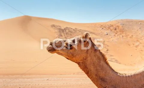 Camels in the desert Stock Photos