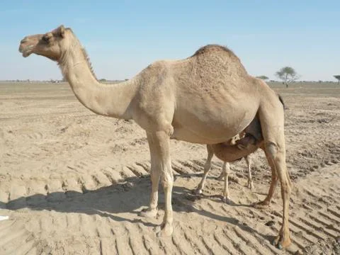 Camels in the desert Stock Photos