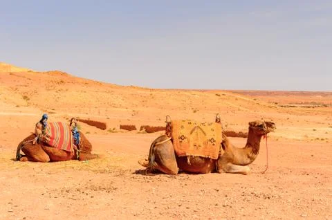 Camels in the desert Stock Photos