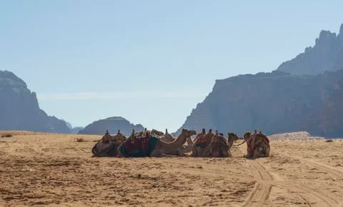 Camels in the desert Stock Photos