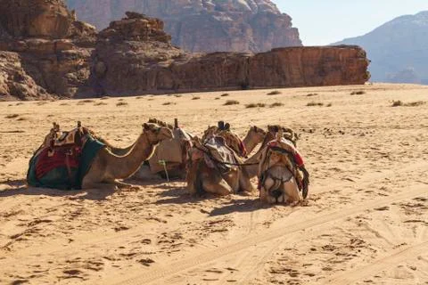 Camels in the desert Stock Photos