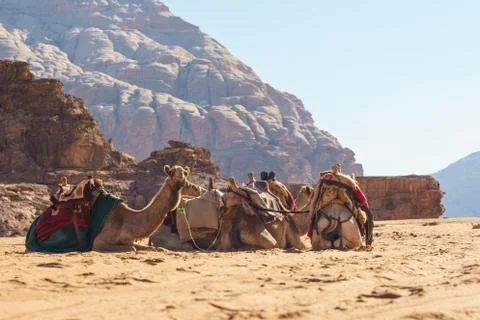 Camels in the desert Stock Photos
