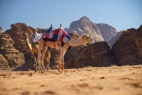 Camels in the desert Stock Photos