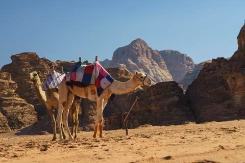 Camels in the desert Stock Photos
