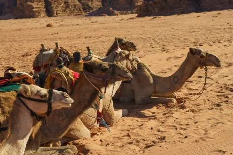 Camels in the desert Stock Photos