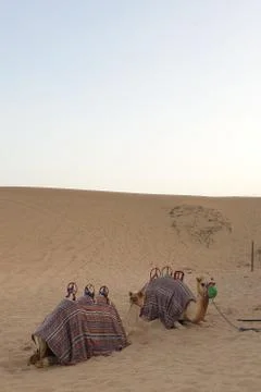Camels in the desert Stock Photos
