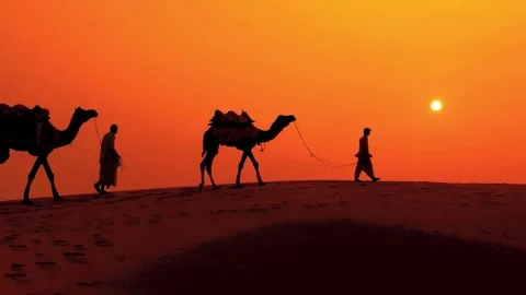 Camels in desert walking Stock Footage 314909007