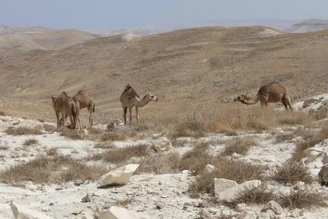 Camels in the desert wildlife Stock Photos